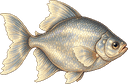 Moonfin