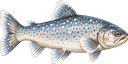 Snow Trout