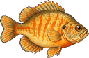 Sunperch