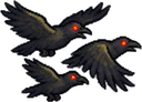 Crows